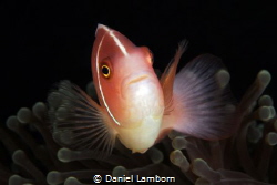 Pink Anemonefish, Anilao by Daniel Lamborn 